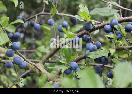 Close up de prunellier prunus sloe baies ou sur une branche Banque D'Images