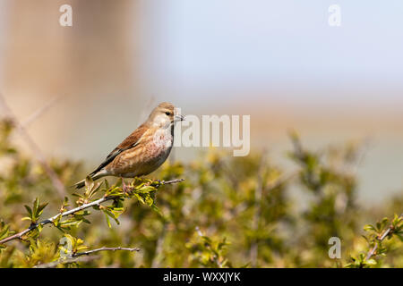 (Linnet Carduelis cannabina) perché dans un buisson Banque D'Images