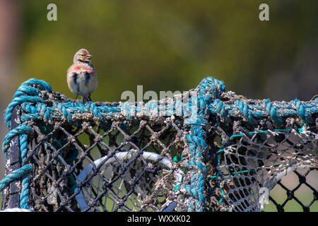 (Linnet Carduelis cannabina) perché sur un panier de homard Banque D'Images