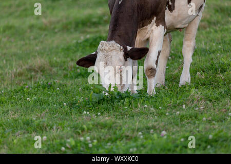 Vache noire et blanche l'alimentation d'un grand nombre d'herbe Banque D'Images