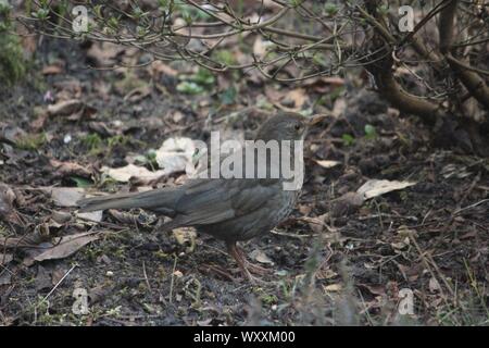 Eurasienne femelle Blackbird (Turdus merula) en plumage nuptial à Recklinghausen, Allemagne Banque D'Images