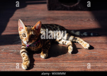 Cute Kitty Cat Bengal portant sur la flor dans une tache de lumière à partir de la fenêtre . Banque D'Images