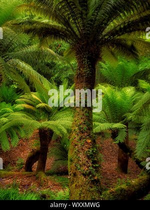 Australian Soft fougère arborescente (Dicksonia antarctica). Trewidden Gardens, Cornwall, Angleterre Banque D'Images