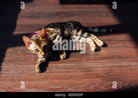 Cute Kitty Cat Bengal portant sur la flor dans une tache de lumière à partir de la fenêtre . Banque D'Images