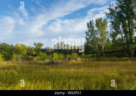 Lumière du matin des filtres dans une clairière dans le parc provincial Spruce Woods au Manitoba, Canada sur une journée de la fin de l'été début de l'automne Banque D'Images