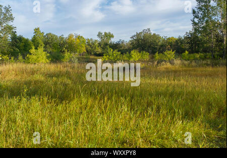 Lumière du matin des filtres dans une clairière dans le parc provincial Spruce Woods au Manitoba, Canada sur une journée de la fin de l'été début de l'automne Banque D'Images