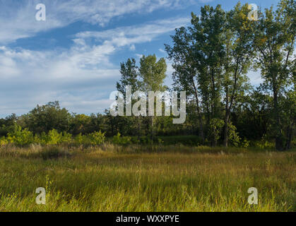 Lumière du matin des filtres dans une clairière dans le parc provincial Spruce Woods au Manitoba, Canada sur une journée de la fin de l'été début de l'automne Banque D'Images