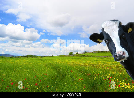 Witty cow, vache laitière avec comme toile de fond des prairies Banque D'Images