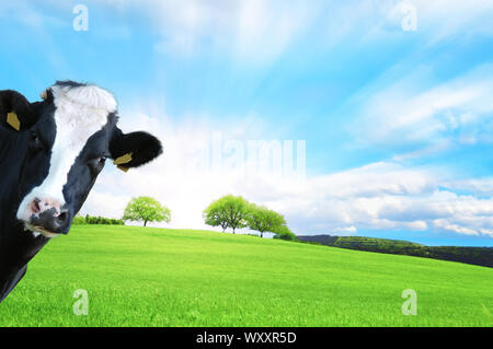 Witty cow, vache laitière avec comme toile de fond des prairies Banque D'Images