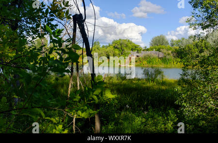 Vue sur Lac Kiche Manitou dans la forêt du parc provincial Spruce Woods au Manitoba, Canada Banque D'Images