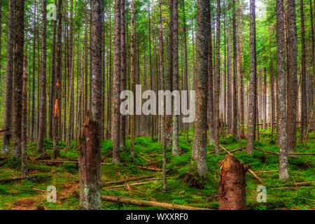 Des arbres cassés et abattus dans les montagnes Tatra Banque D'Images