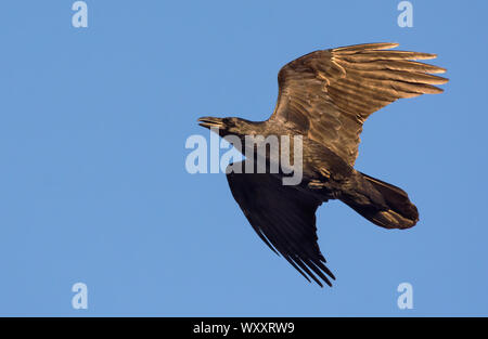 Grand corbeau en vol ciel bleu avec des ailes et queue tendue au coucher du soleil Banque D'Images