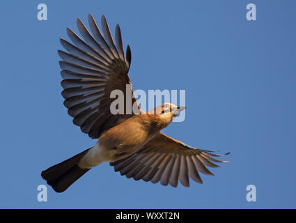 Eurasian jay voler jusqu'au ciel bleu avec des ailes et queue tendue Banque D'Images