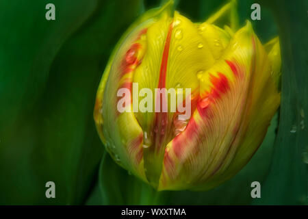 Close up of tulip Après la pluie. Oregon Banque D'Images