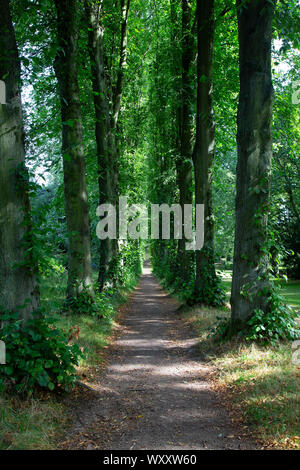 Une longue ligne droite sentier étroit entre un stand de grande hauteur des arbres tout droit avec les premiers signes de la chute des feuilles à la fin de l'été Banque D'Images