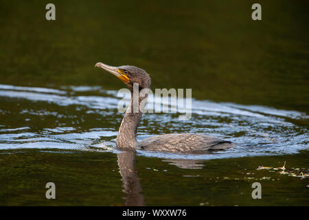 Juvenile cormoran Phalacrocorax carbo close up en natation profil sur un grand lac intérieur dans le West Yorkshire, Angleterre Banque D'Images