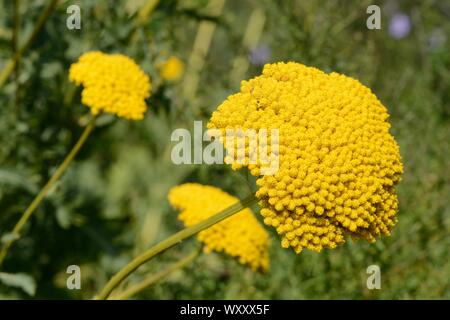 Achillea filipendulina achillée Plaque Or grands chefs de fleurs jaune or Banque D'Images