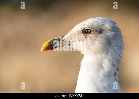 Portrait de mouette avec copie espace pour le texte Banque D'Images