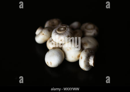 Ensemble de champignons blancs sur un fond noir avec un éclairage doux et naturels Banque D'Images