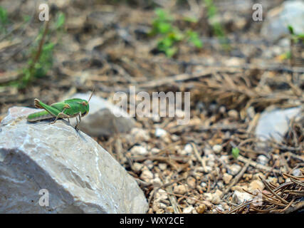 Une grande sauterelle est assis sur une pierre sur une journée ensoleillée. Banque D'Images