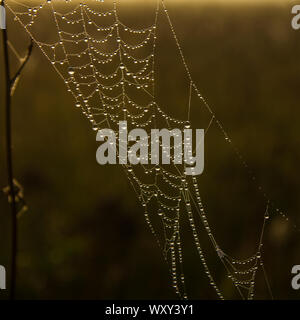Spider web avec des gouttes de rosée d'un matin brumeux Banque D'Images