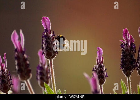 Les bourdons sur lavandes et fleurs à nectar Banque D'Images