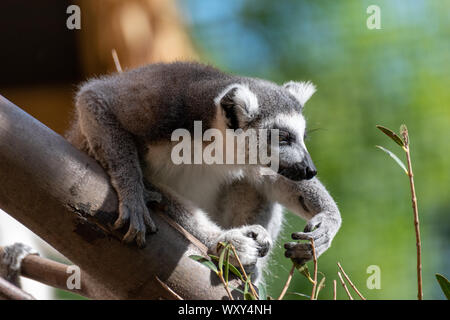 Royaume-uni, le Zoo de Chester, Cheshire. Untitled document assis sur une branche sur une brindille Banque D'Images