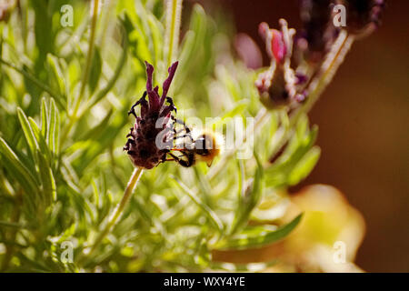 Les bourdons sur lavandes et fleurs à nectar Banque D'Images
