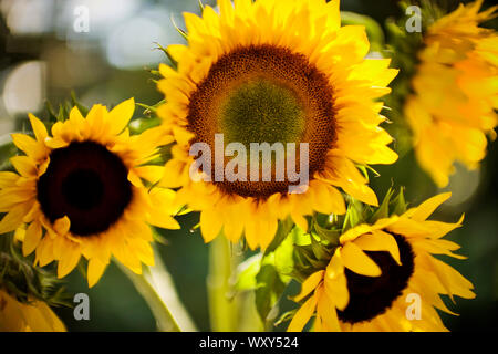 Bouquet de tournesols dans le soleil. Banque D'Images