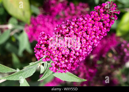 (Buddleja davidii Buddleja), fleurs de l'été Banque D'Images