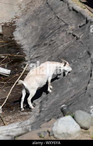 Adorable et sympathique petite chèvre photographié à Korkeasaari, Helsinki. Sur cette photo vous pouvez voir brun mignon chèvre adultes autour de l'exploration. L'été ensoleillé Banque D'Images