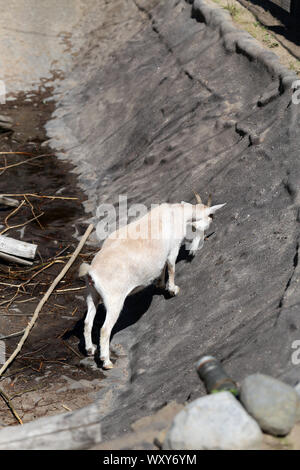 Adorable et sympathique petite chèvre photographié à Korkeasaari, Helsinki. Sur cette photo vous pouvez voir brun mignon chèvre adultes autour de l'exploration. L'été ensoleillé Banque D'Images