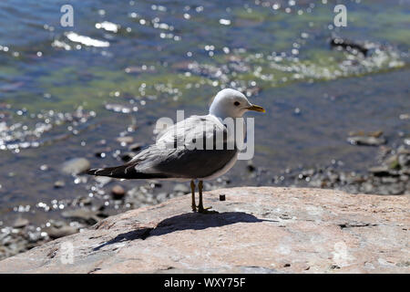 Portrait d'une mouette sur un rocher en mer Baltique à Helsinki, en Finlande. Sur cette photo, vous voyez, et la roche orangée blanc et gris mouette. Banque D'Images