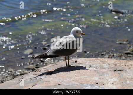 Portrait d'une mouette sur un rocher en mer Baltique à Helsinki, en Finlande. Sur cette photo, vous voyez, et la roche orangée blanc et gris mouette. Banque D'Images