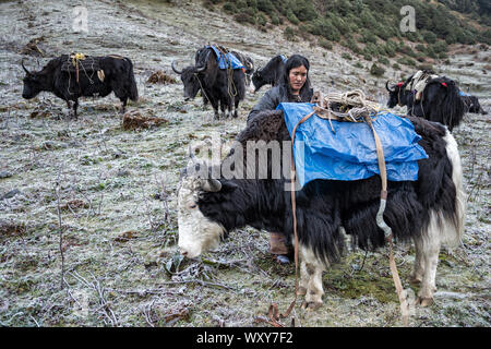 Les yacks à Maurothang herder camp, Wangdue Phodrang, district, le Bhoutan Trek Snowman Banque D'Images