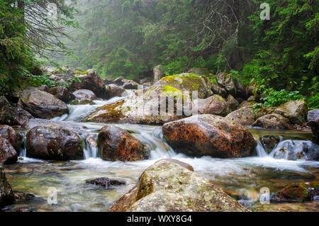 Ruisseau de montagne dans le Parc National des Hautes Tatras, Slovaquie Banque D'Images