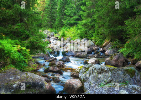 Ruisseau de montagne dans le Parc National des Hautes Tatras, Slovaquie Banque D'Images