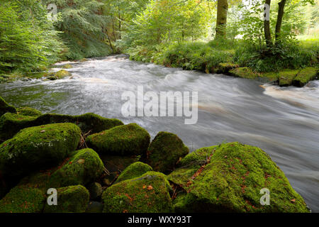 Un gros plan de la rivière Washburn dans Nidderdale lorsque la rivière est dans le plein débit en raison de l'eau provenant du réservoir d'Thruscross Banque D'Images