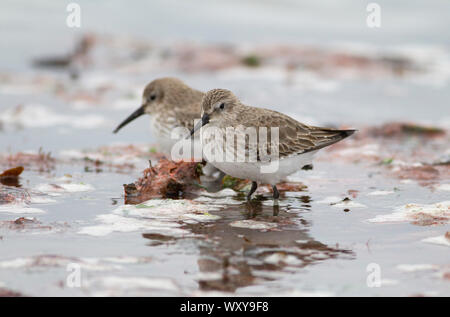 Bécasseau variable, Calidris alpina, deux adultes en plumage d'hiver debout sur la rive. Pennington, Hampshire, Royaume-Uni Banque D'Images