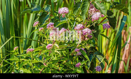 Eupatorium cannabinum feuillage vert et de l'inflorescence d'herbes Banque D'Images