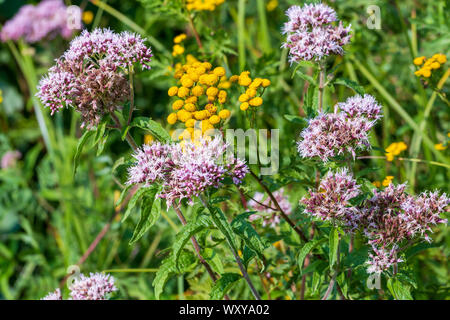 Eupatorium cannabinum et tansy inflorescences closeup Banque D'Images