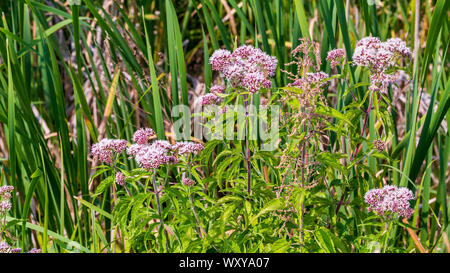 Eupatorium cannabinum inflorescences sur fond d'herbe verte Banque D'Images