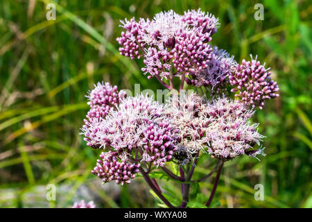 Eupatorium cannabinum inflorescence chefs closeup Banque D'Images