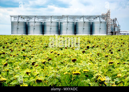 Voir l'usine d'huile de tournesol . L'huile d'usine de traitement. La production industrielle des aliments. Banque D'Images