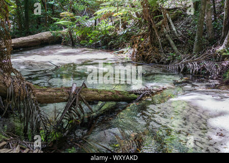Rainforest sur Fraser Island, Australie Banque D'Images