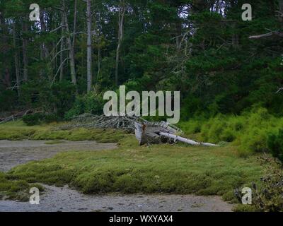 Ancienne épave de bateau de peche en bois échoué dans un marrais au conquet de sable ; , landes , souche de bois flotté et foret de pins Banque D'Images