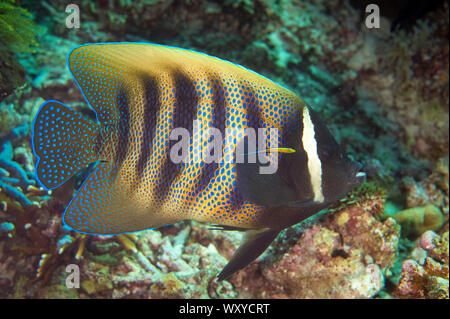 Six-banded poissons-anges, Pomacanthus sexstriatus, nettoyées par Bluestreak Cleaner Wrasse, Labroides dimidiatus, Tatawa Besar, site de plongée entre Komod Banque D'Images