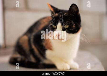 Beau chat calico gisant sur le sol, Maneki Neko tricolor kitty Banque D'Images