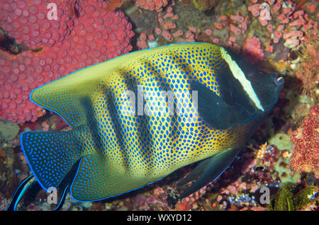 Six-banded poissons-anges, Pomacanthus sexstriatus, nettoyées par Bluestreak Cleaner Wrasse, Labroides dimidiatus, de récifs, Tatawa Kecil, pari site de plongée Banque D'Images