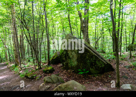 Forêt dans la station Mont-Tremblant, l'été Banque D'Images